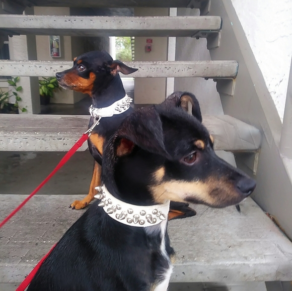 Meet Your Posher, Crystal - Picture 2 of 4